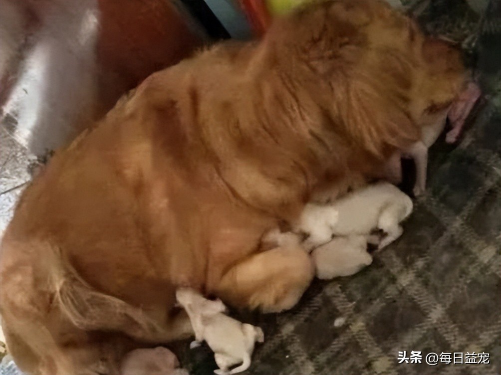 金毛不听话一直挠门怎么训,金毛挠门怎么办