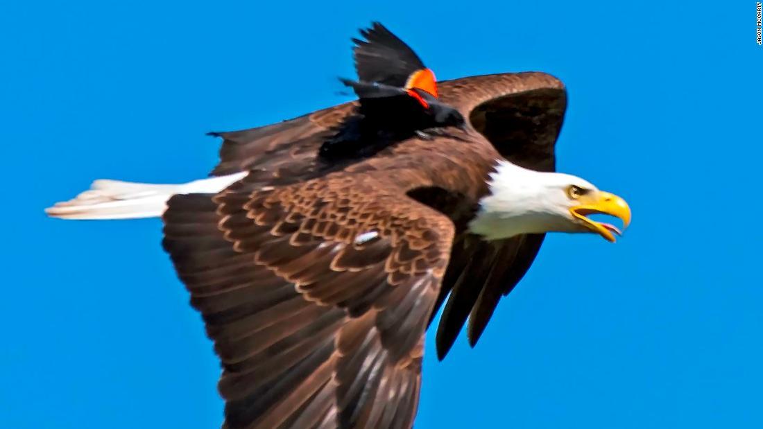 羽量级对战,羽量级最强抗击打