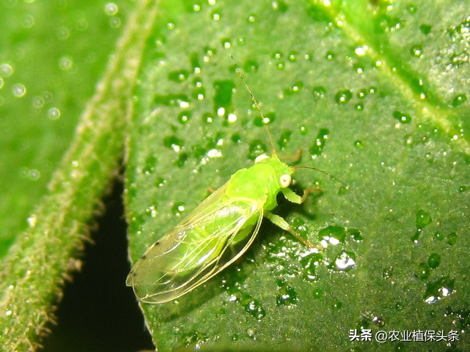 昆虫和害虫种类,昆虫和害虫的分类