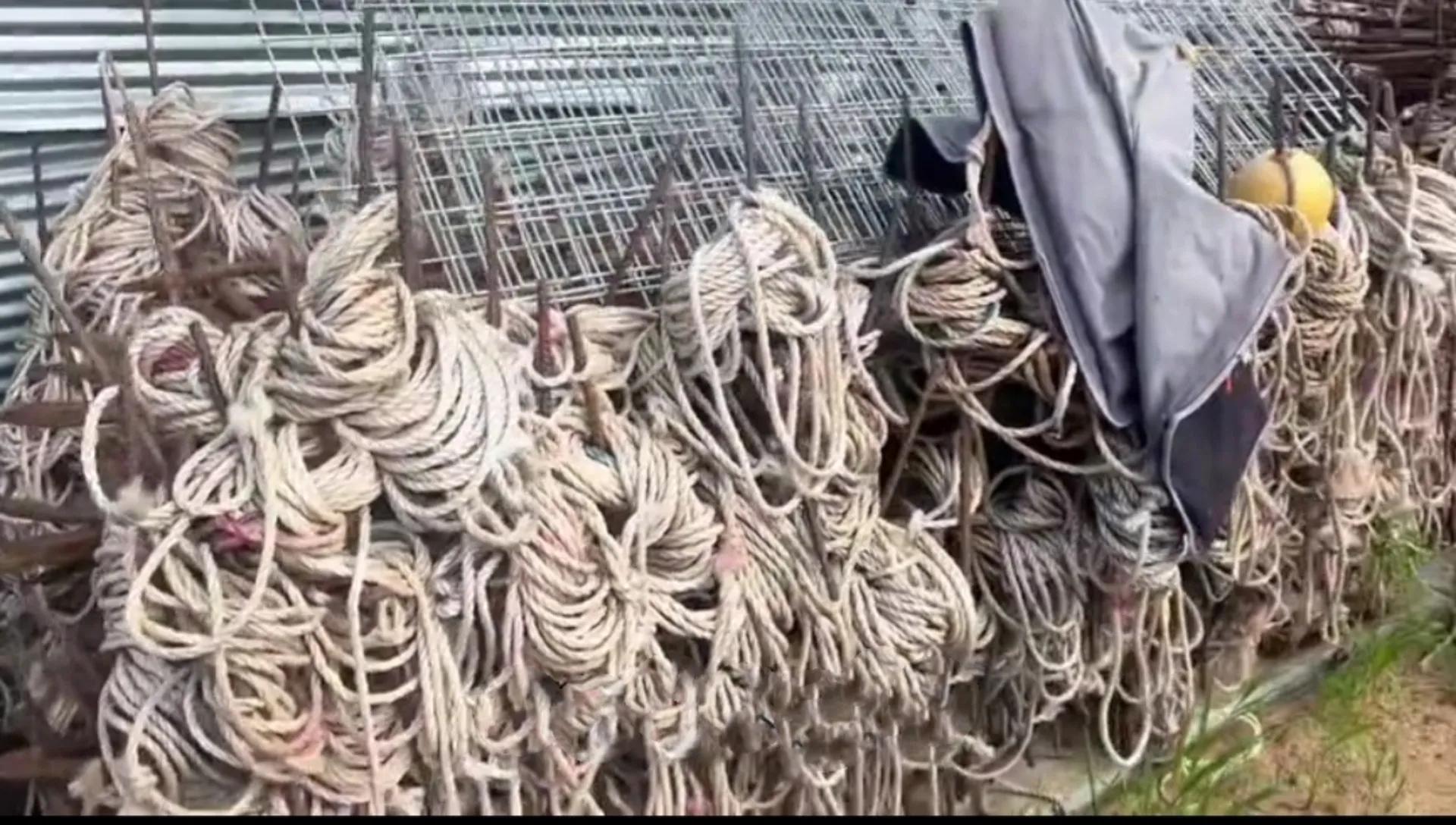 渔民误捕“海猪”果断放生,黑龙江渔民捕获300斤重大鱼放生