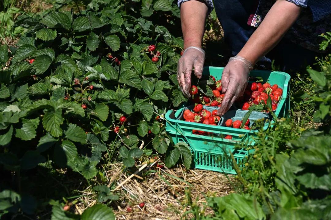 吃草莓会导致出血吗,吃草莓会得炎症吗