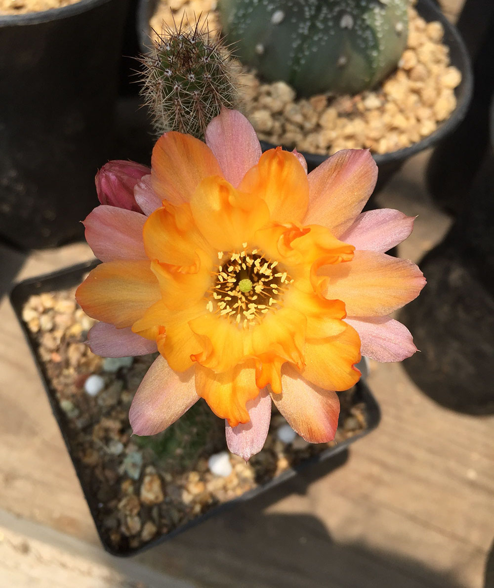 毛花柱仙人球品种大全,顶级精品仙人球花