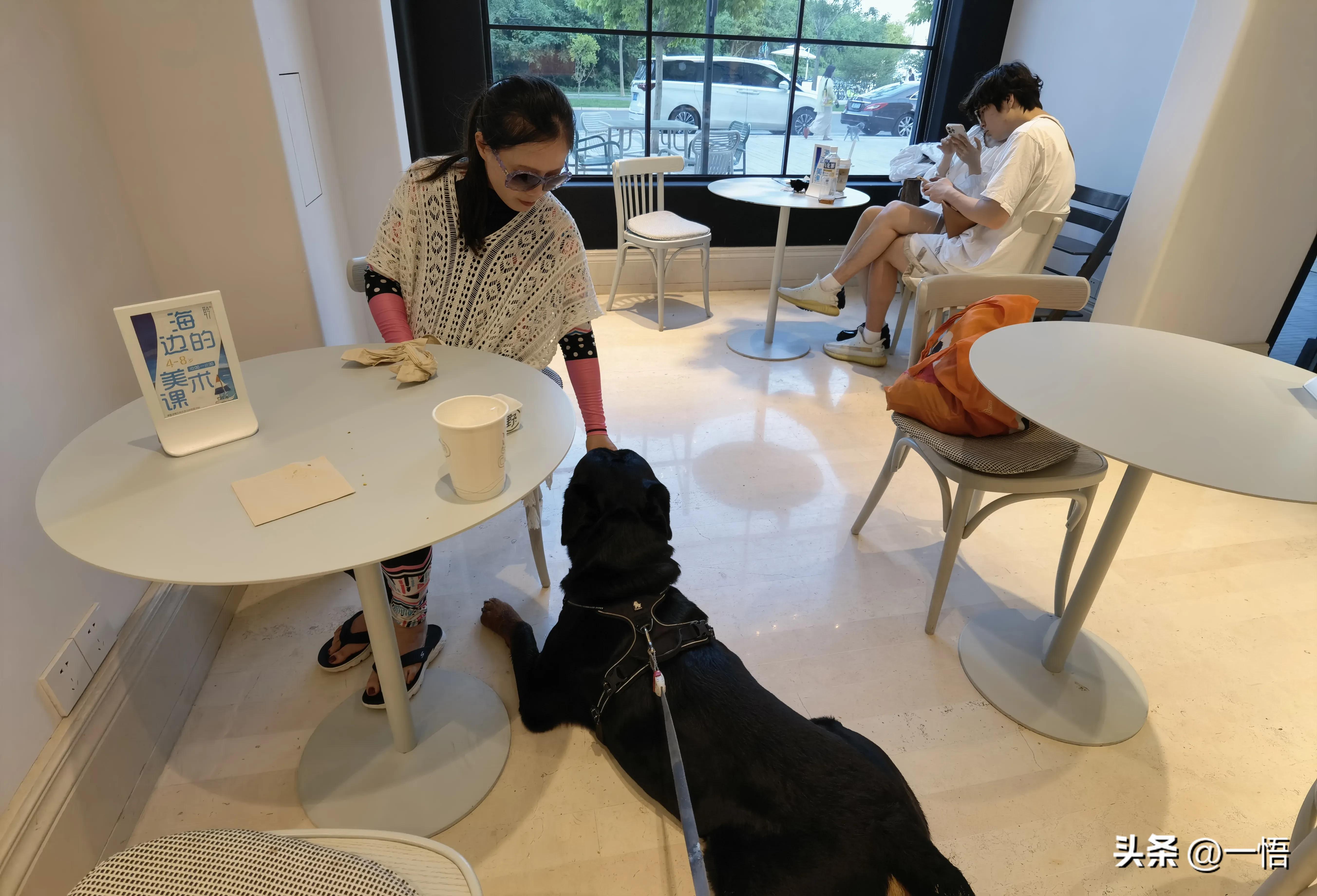 2023上海到秦皇岛承德十日游第四天：看阿那亚的海，逢犬舍的安娜