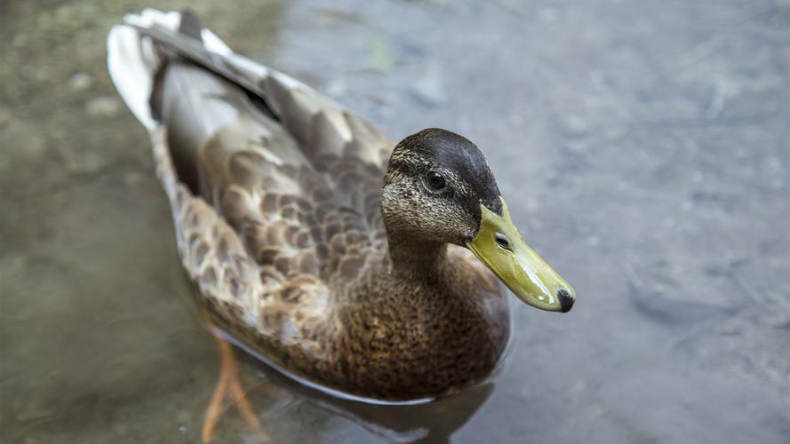 鸭传染性窦炎怎么治,鸭子窦炎好治疗吗