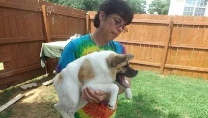 狼和狗是同一种动物,狼和狗是同一物种