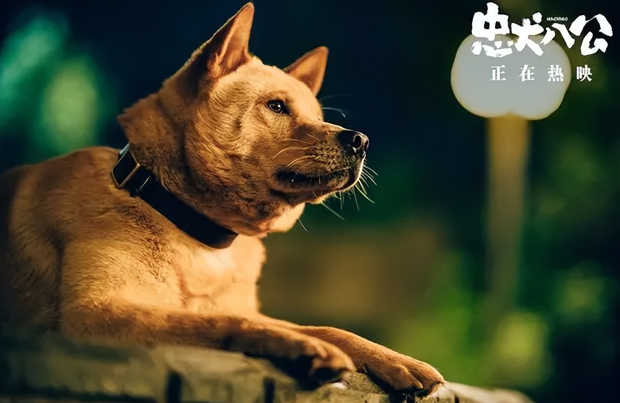 泪目瞬间的感人电影忠犬八公解说,忠犬八公看哭了