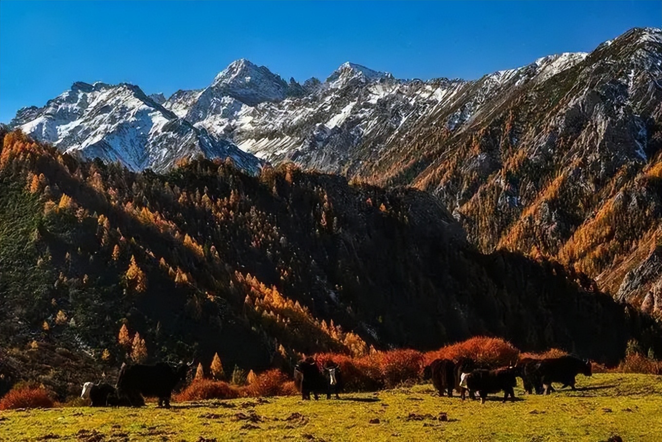 松潘秘境：野性与静谧共存的七藏沟