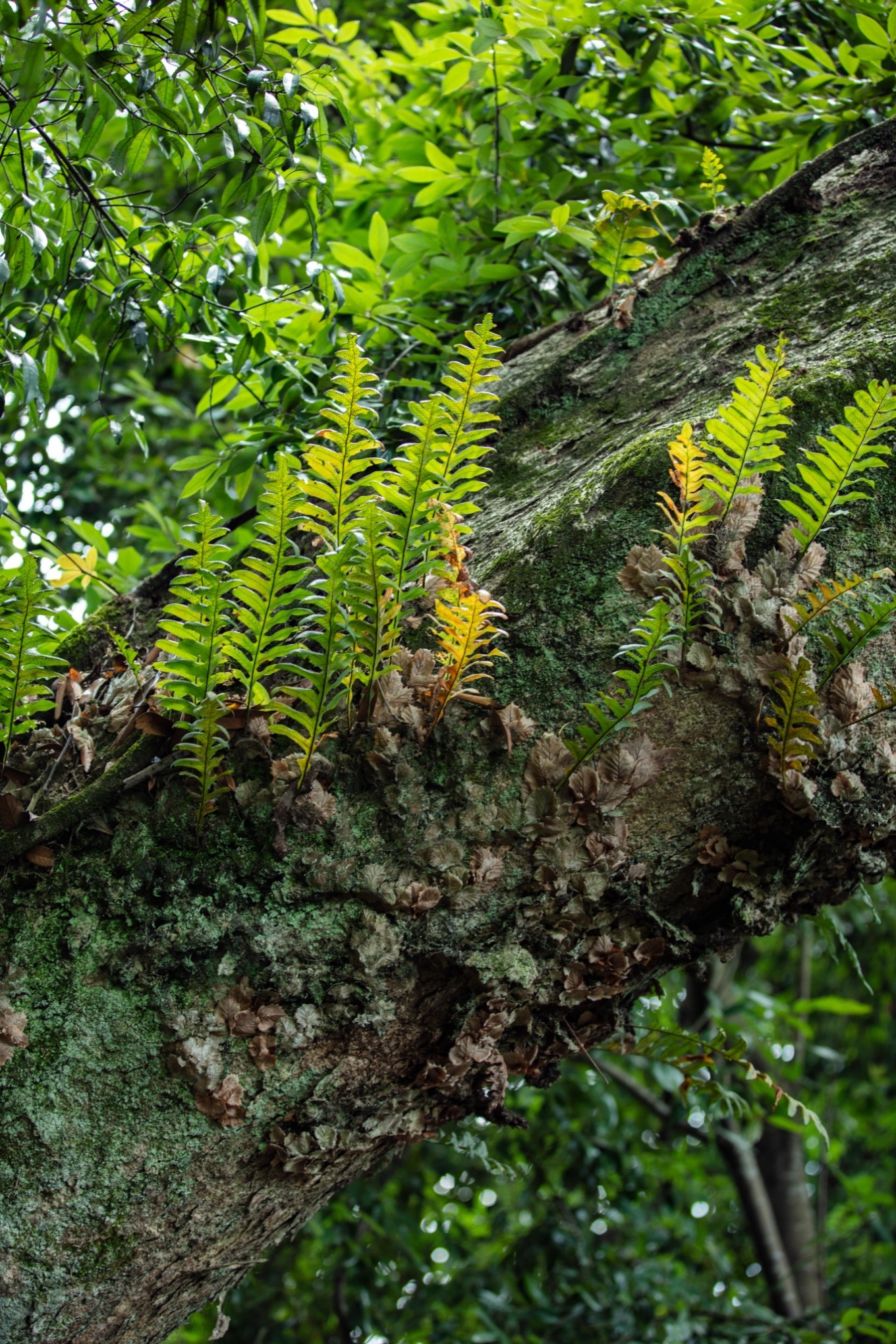 宜春冬天风景,关于江西宜春美景