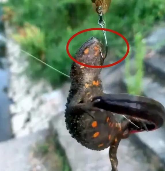 钓友钓的怪鱼,钓起来的怪鱼