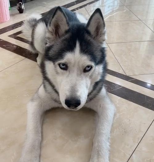 全网最听话的奥斯卡二哈,一只被主人逼疯的二哈奥斯卡