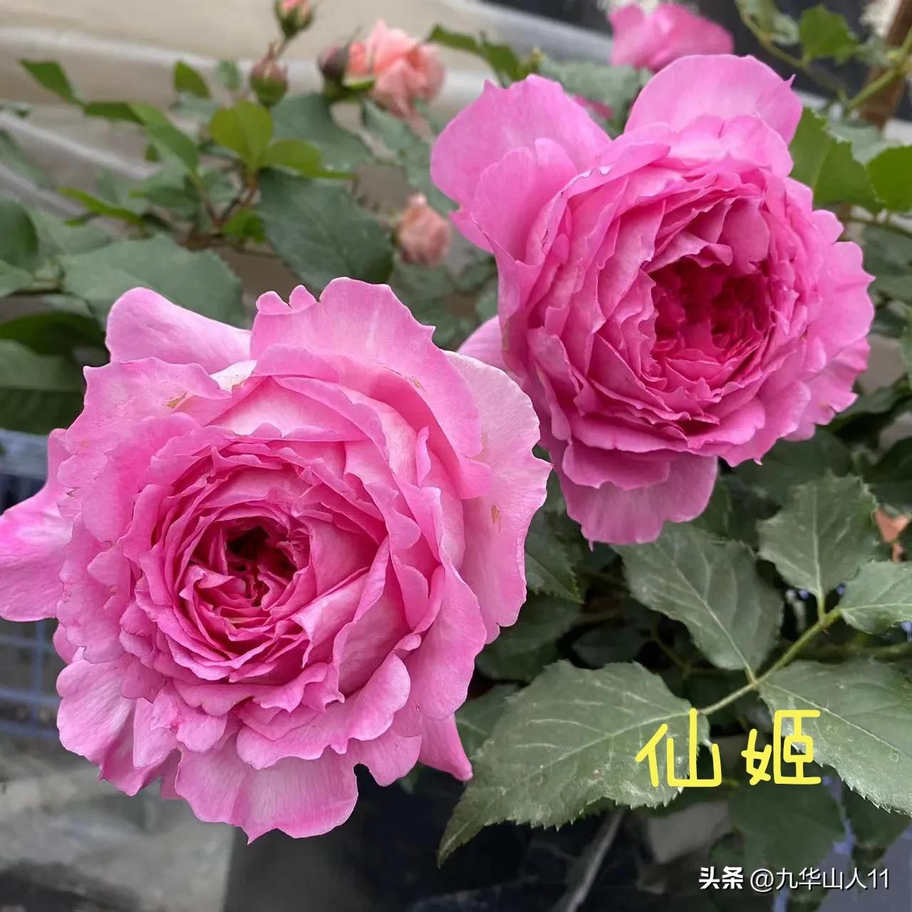 天狼月季新品预售,天狼月季官方旗舰店烛光月季