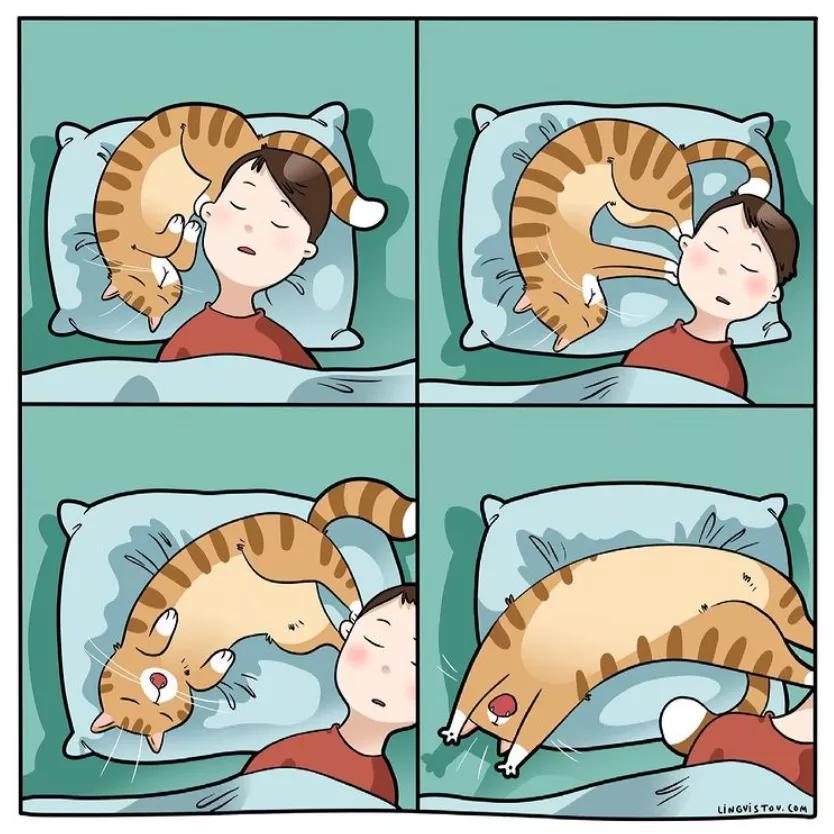 喵星人的那些事儿铲屎官漫画,猫咪铲屎官日常漫图