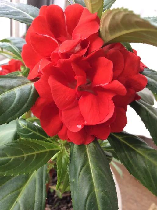 凤仙花种植方法,凤仙花