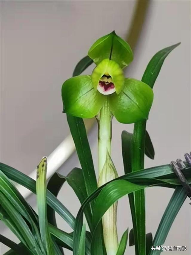 94年，男子10元购入一棵兰花，06年却卖出百万天价，兰友：有眼力