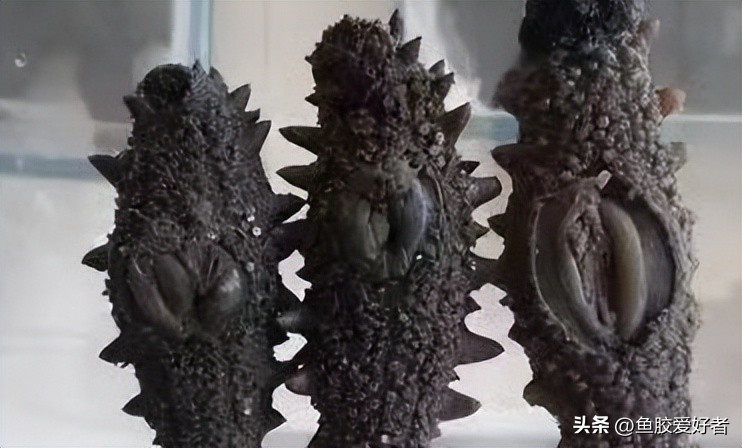买海参要选品牌,买海参都问什么问题