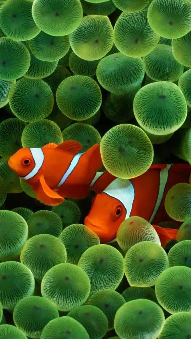 海底世界高清大图壁纸,手机动态海底世界鱼壁纸