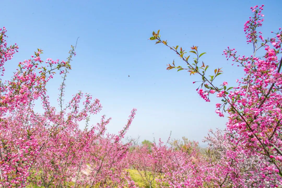 有山有海有人文，将家安在景区里丨日照东方*阳城太**
