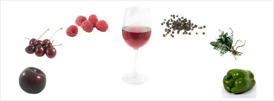 越来越受欢迎的小众品种——品丽珠