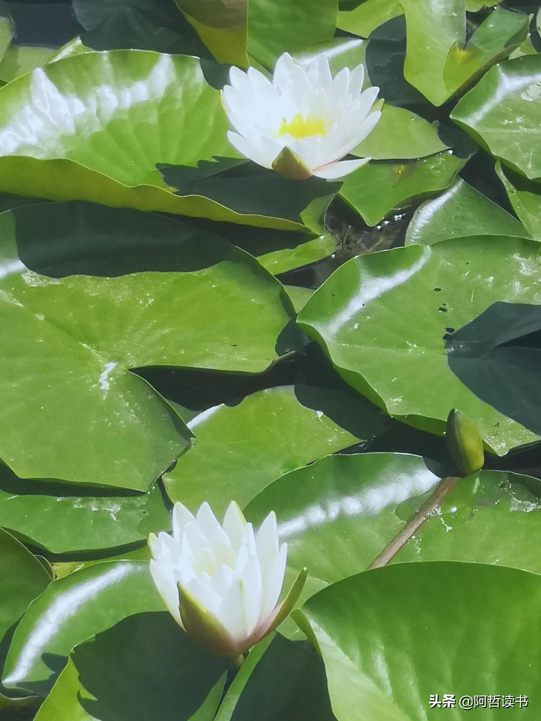 夏日荷花/风影摇曳波光粼，出水芙蓉最可人，一片冰心付与君