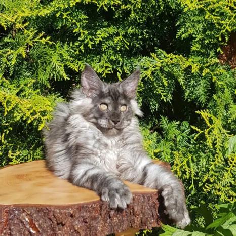 最贵的猫品种多少钱一只,2021年全球十大最昂贵的猫品种