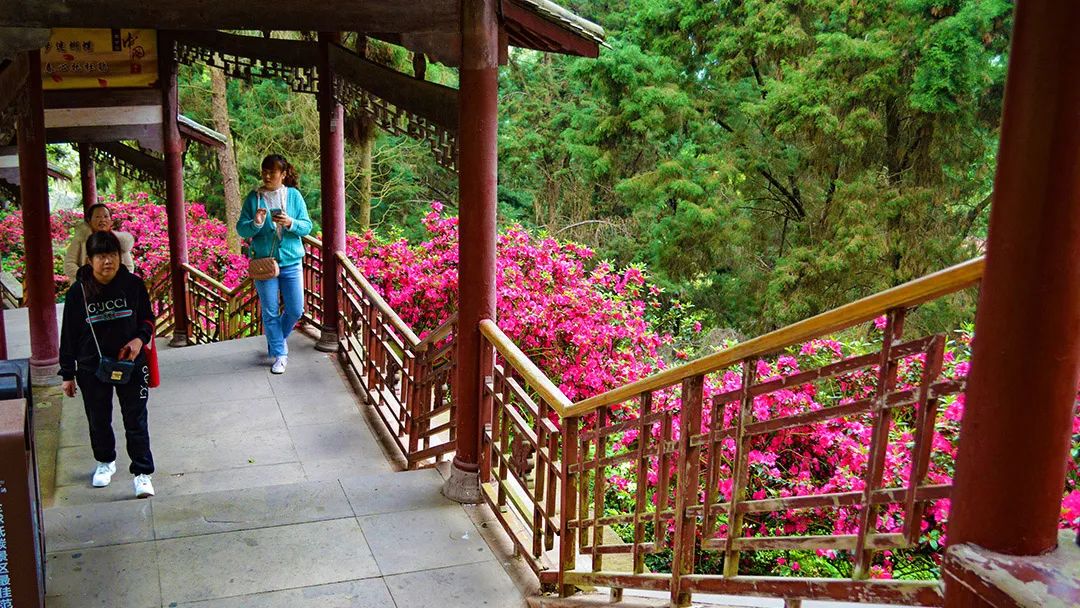 花卡特惠,新春钜惠不容错过