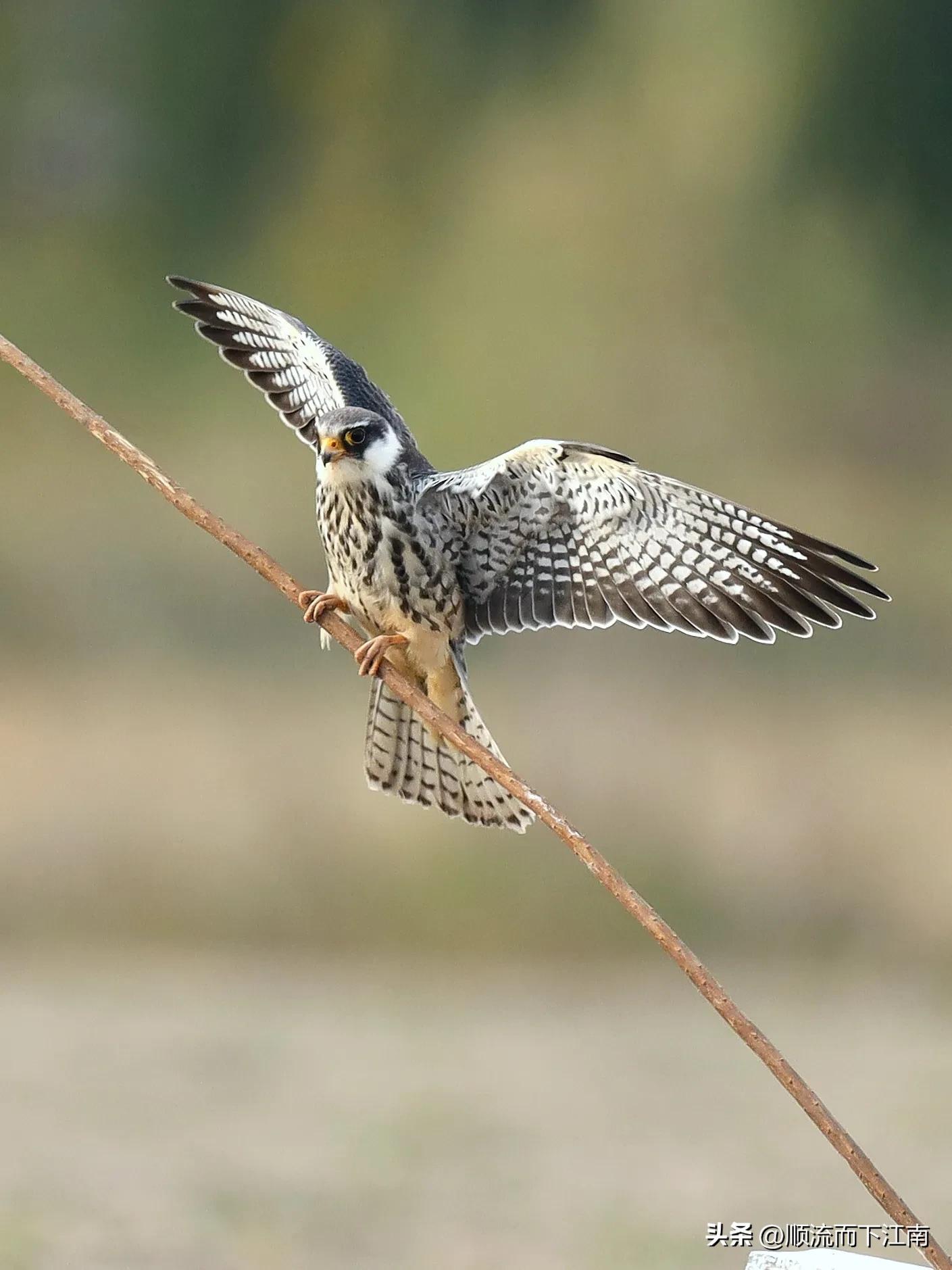 红脚隼叫声,红脚隼