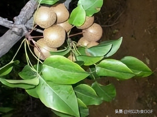 泸沽湖摩梭人的民族文化,丽江摩梭人美食