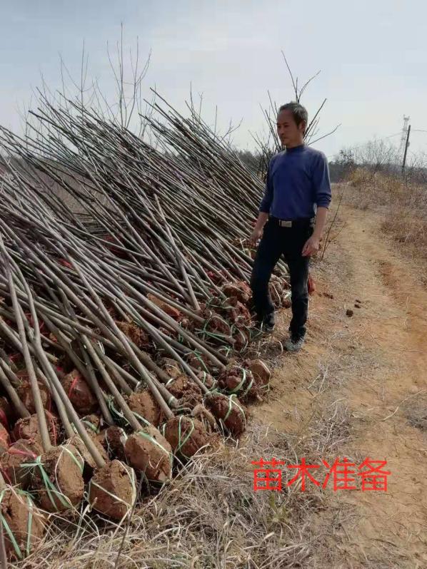 薄壳山核桃研究概况,薄壳山核桃高效栽培技术