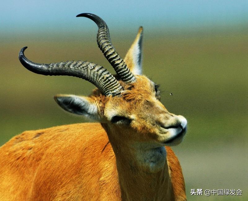 赵久莲：青海湖畔的中华对角羚