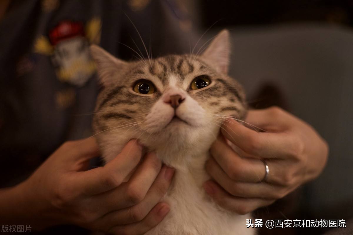 为什么主人摸哪里猫就舔哪里,猫咪被摸完为什么立马就舔毛