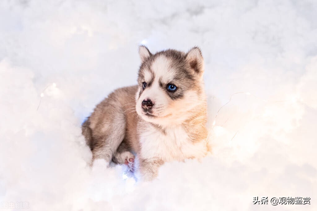 不易掉毛的狗狗有哪些,不容易掉毛的狗狗有哪些