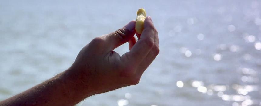 打捞巨型魟鱼,巨大魟鱼