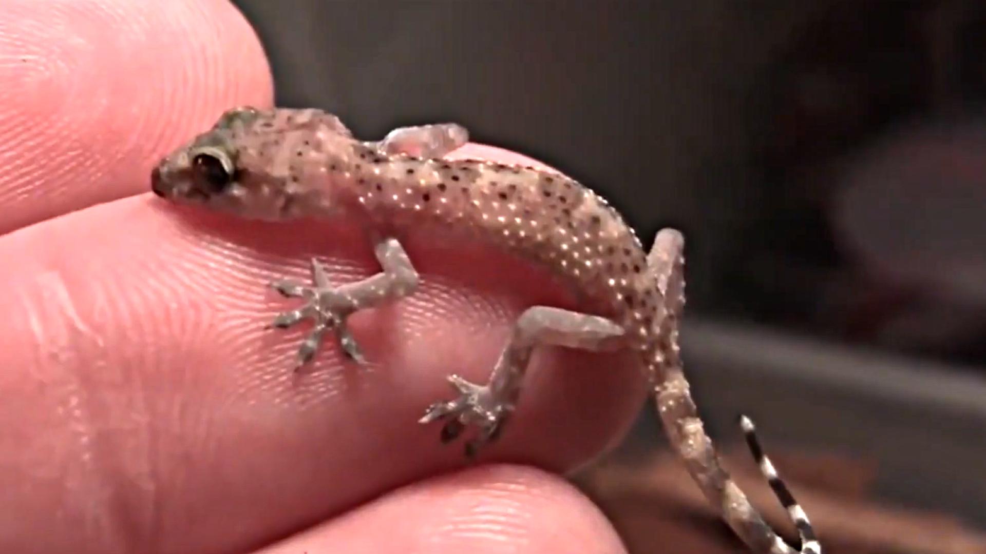 五毒中的壁虎是哪种壁虎,壁虎图片为什么壁虎是五毒之一