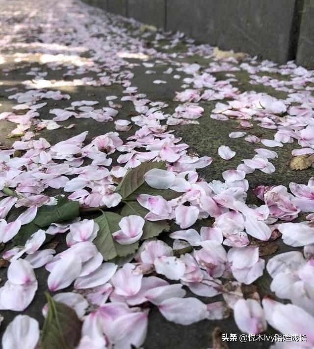 历尽千帆后的平静与淡泊——小学必背古诗王维《田园乐》详解