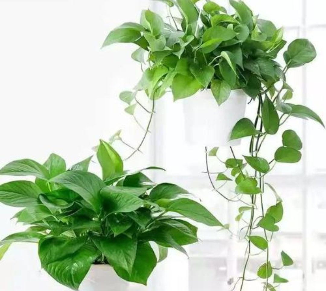 四种花旺财又养人,人养花花养人这15种花越养越干净