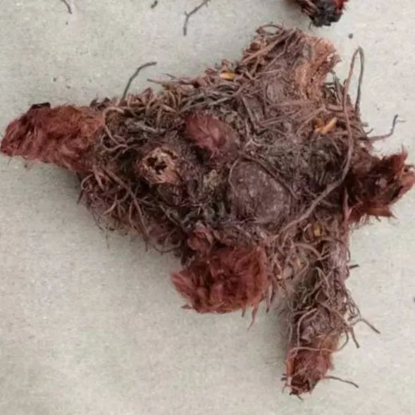 落新妇性味归经,落新妇药理作用