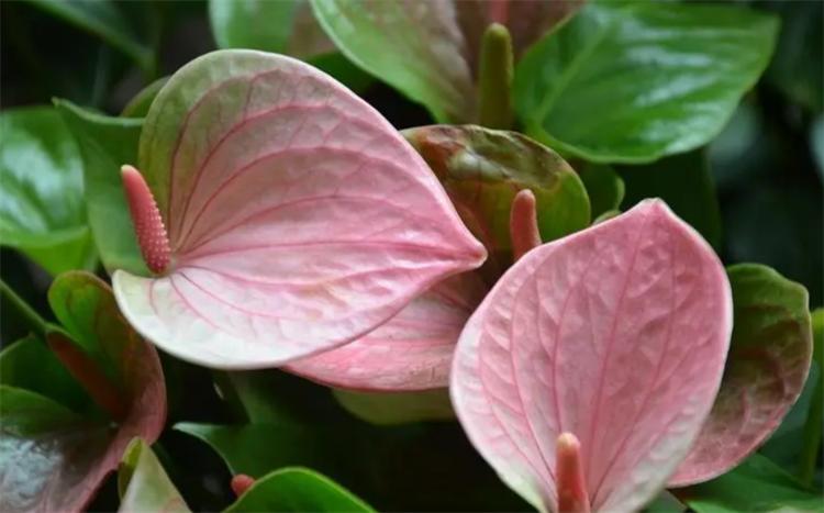 粉掌花变黑是怎么了,粉掌的叶子变绿是什么原因