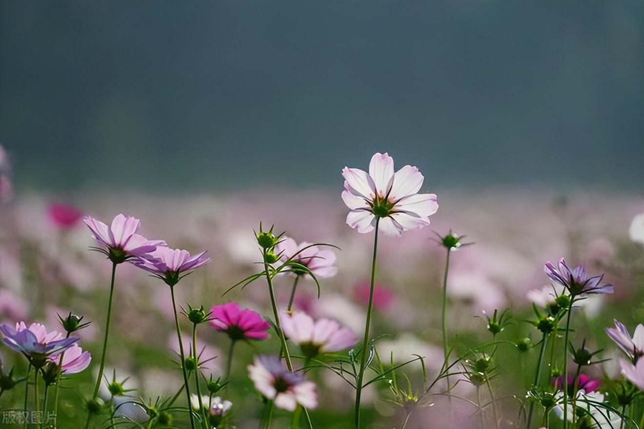 加代杜成澳门之行第8集 (加代和杜成澳门之行)