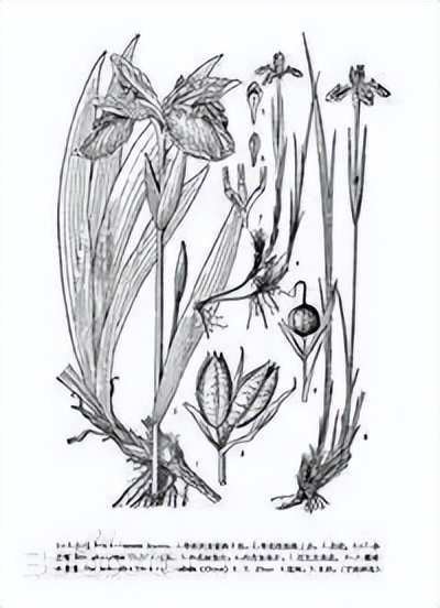 植物识别小口诀，总结的太全了！