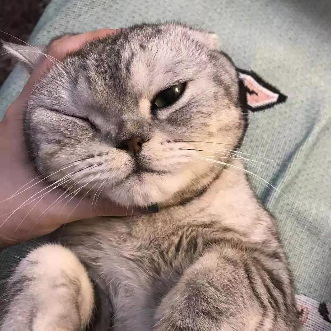 猫咪一边呼噜一边咬人,为什么摸猫咪猫咪会哼唧唧