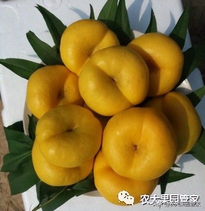 优质果树苗木品种介绍,最好的新品种苹果苗木