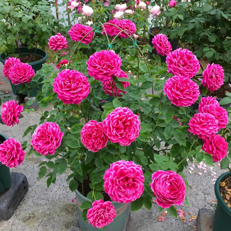 玫瑰花艳丽品种,带香味的橘黄色玫瑰花品种