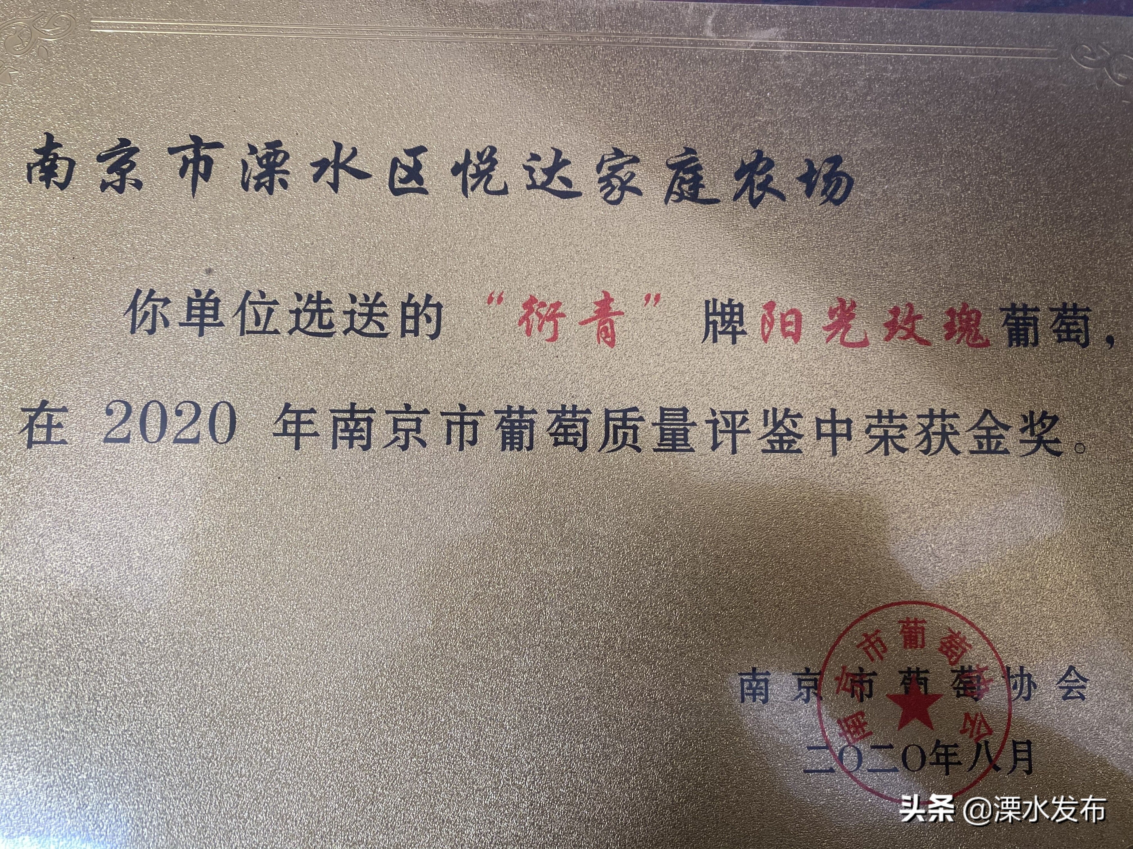 南京溧水|徐衍青:葡萄架下托起创业梦