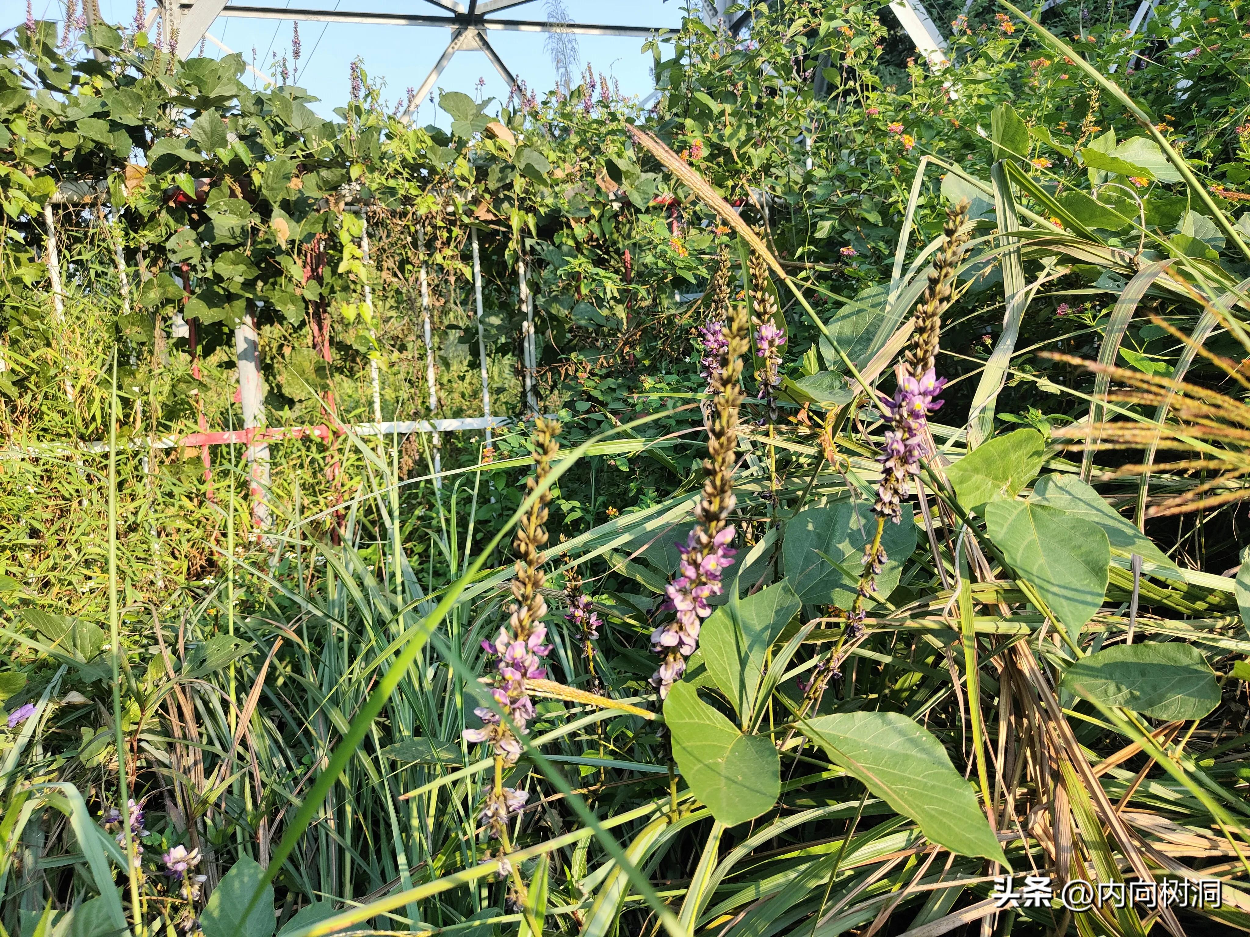 淘金山求水山徒步线路,求水山淘金山绿道在哪里