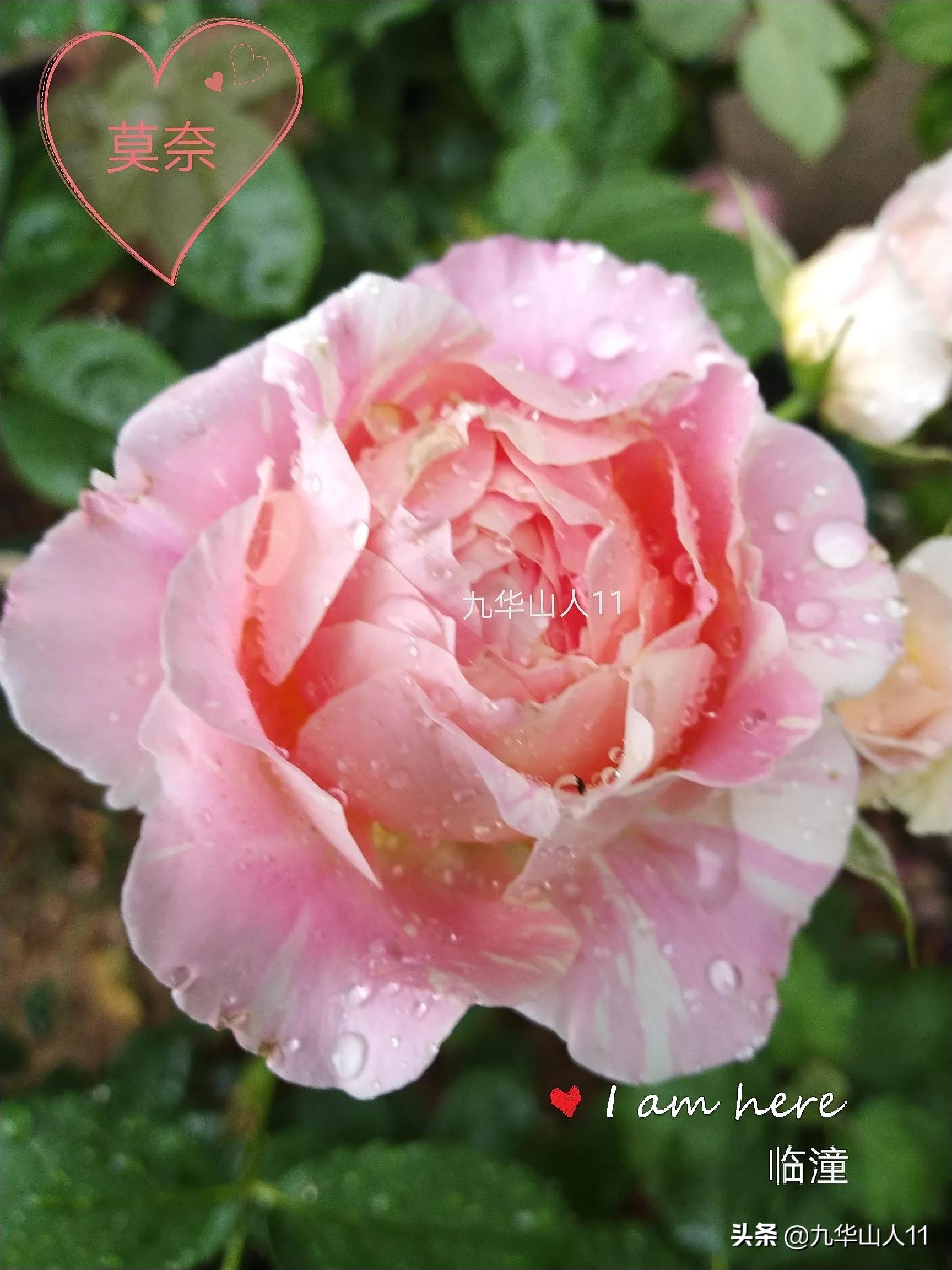 大花浓香勤花的月季品种,大花月季品种介绍大全图片及价格