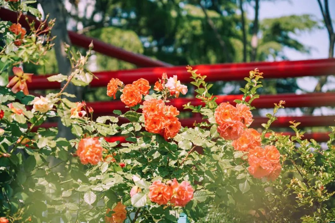 月季花开娇艳无比,月季花开得正烂漫