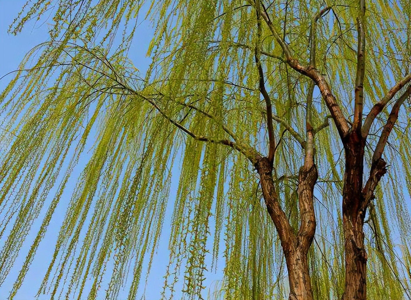 古今有名的十五首咏柳诗词,描写春柳的古诗有哪些