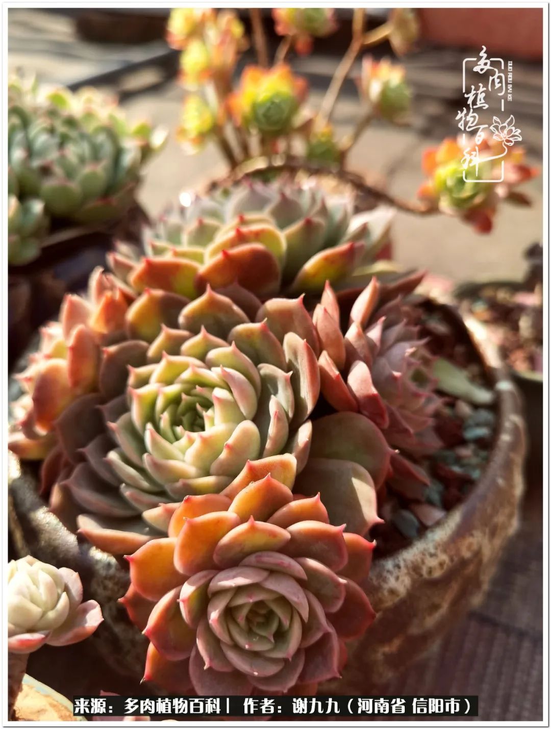 与多肉植物在一起的感怀,与多肉同行