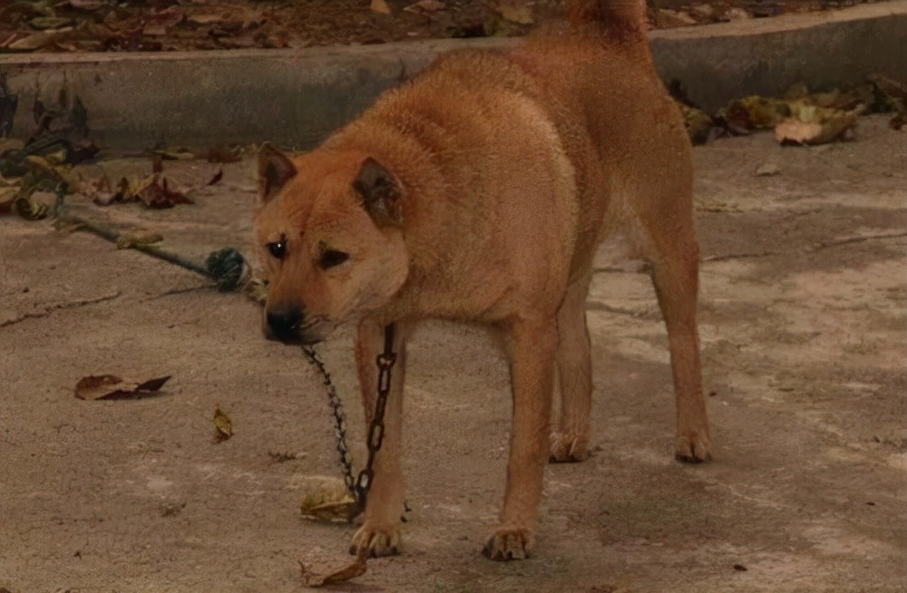 新手养土狗要注意什么呢,养土狗的正确方法和注意事项