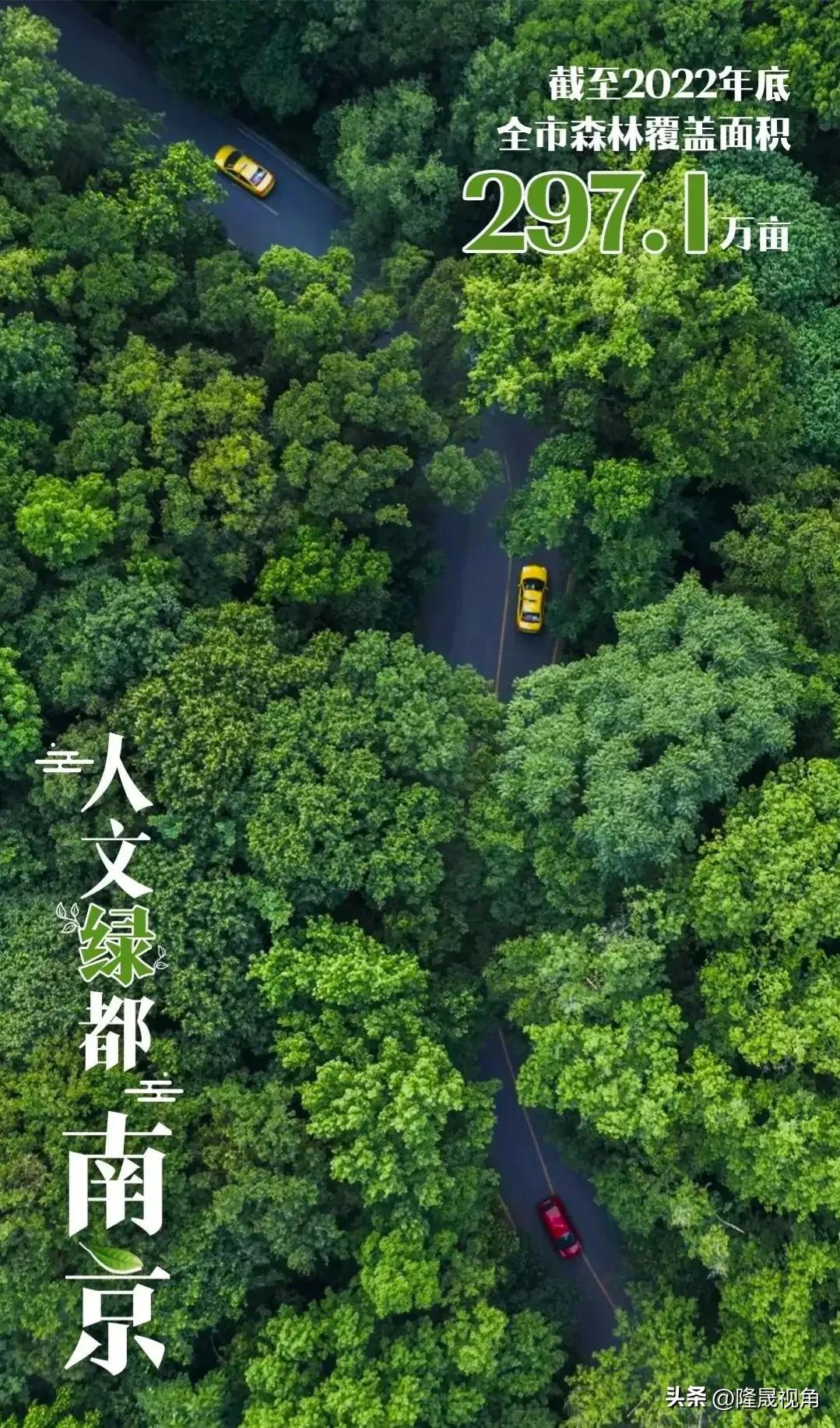 只有南京才有的树,树是南京树